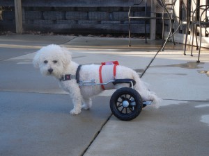 Happy In His Cart