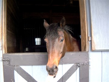 Kash looking out his window