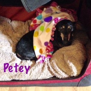 petey blanket