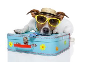 Dog On Vacation