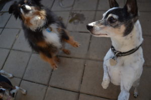 Marlie and Dixie dancing