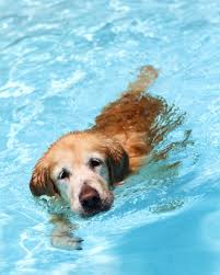 swimming dog