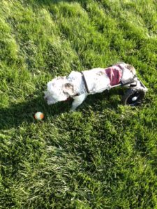 Blake checking out the ball