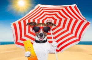 dog summer sunscreen