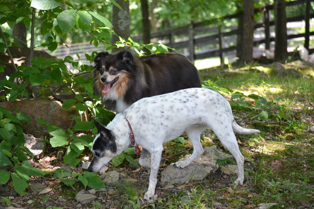 Bonded Pairs House With A Heart