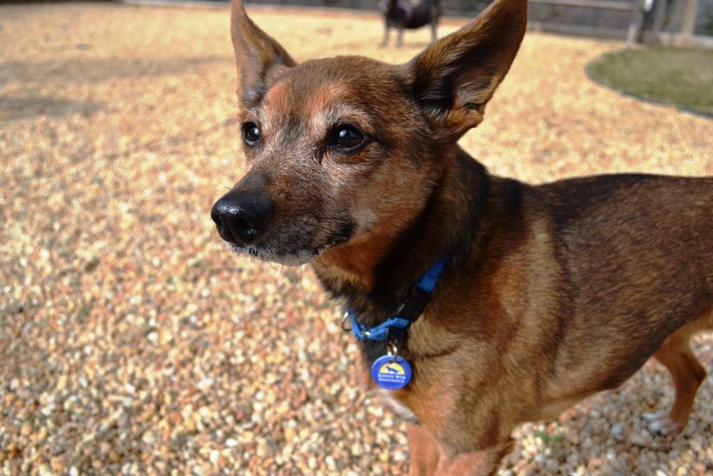 pomeranian mini pinscher