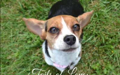 Tails Of Love – Piper’s Story