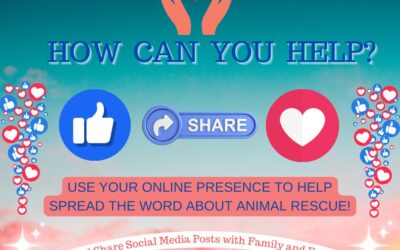 How Can You Help HWAH? – Social Media