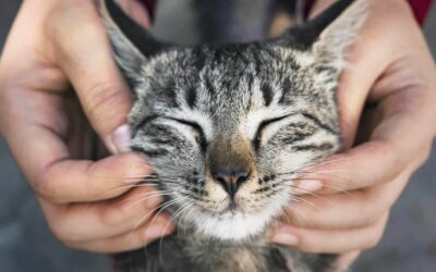 Senior Pet Care:  Happy Cats?