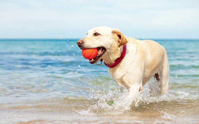 Cooling off at the Beach