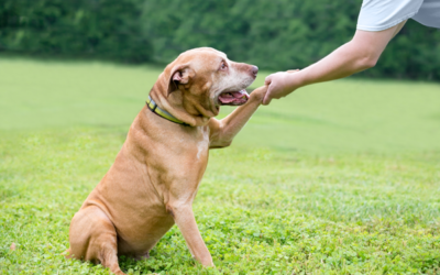 Pet Wellness: Teaching an Old Dog New Tricks