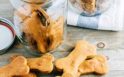 Pumpkin Treats for Dogs