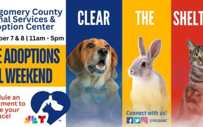 Local Clear The Shelters