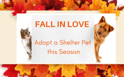 Adopt a shelter pet month – October