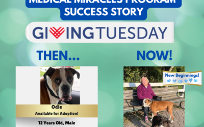 Giving Tuesday – New Beginnings – Odie