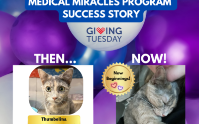 Giving Tuesday – New Beginnings – Thumbelina