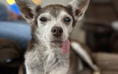 Karen’s Favorite – Ciroc the Chihuahua