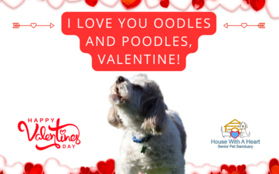 Toby – Oodles and Poodles