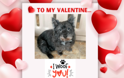 Bobbi – I Woof You!