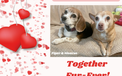 Together Fur Ever – Peanut & Monroe