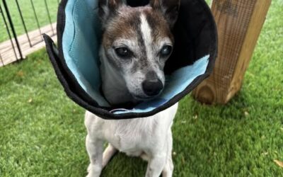 Peanut needs Your Help & Prayers & Good Thoughts