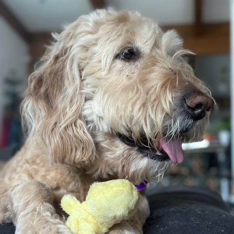 Cooper – ADOPTION PENDING!