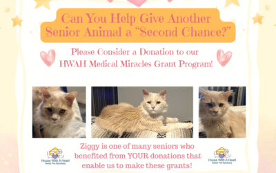 “Second Chance” – Ziggy
