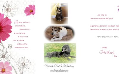 Mother’s Day Gift Ideas