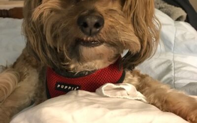 Esteemed Gentle-dog Walter Montgomery