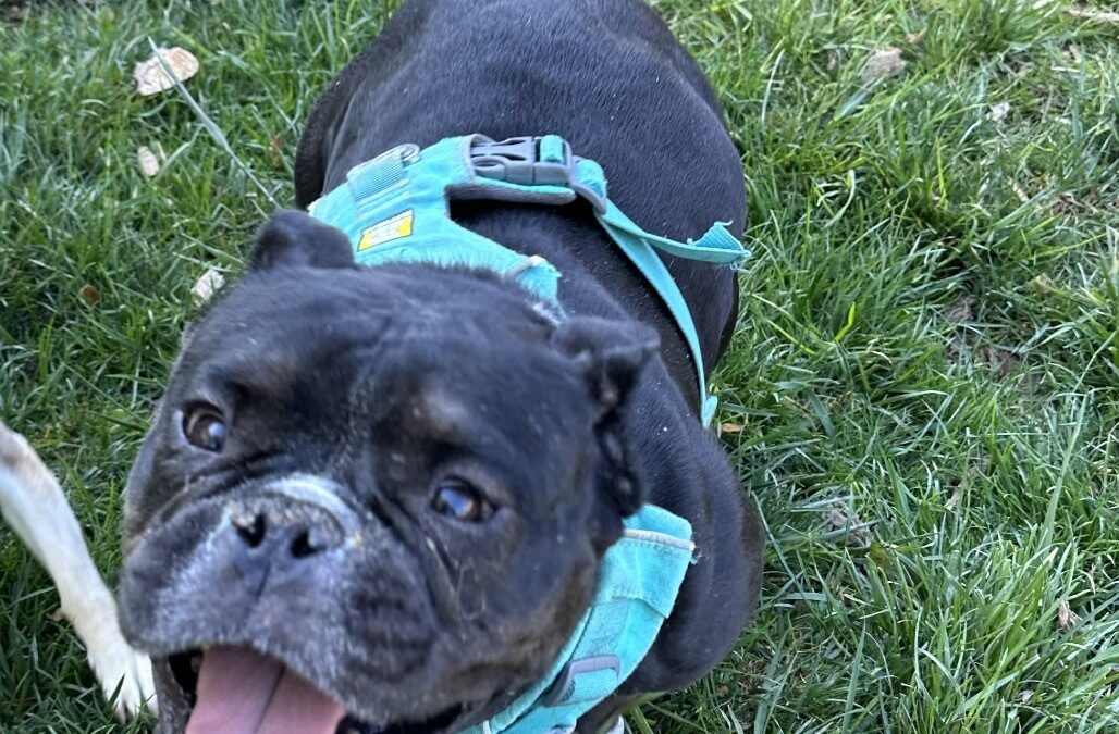 Majesty – Foster or Adopter needed!