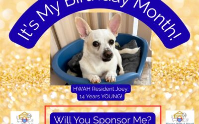 It’s Joey’s Birthday Month!  I’m 14!