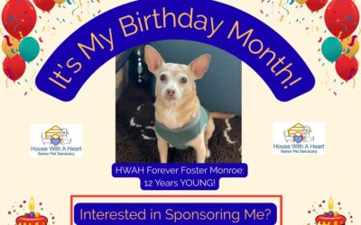 Marvelous Monroe Turns 12!