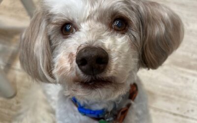 Toby – 🌈.Over the Rainbow Bridge🌈. – May 20th