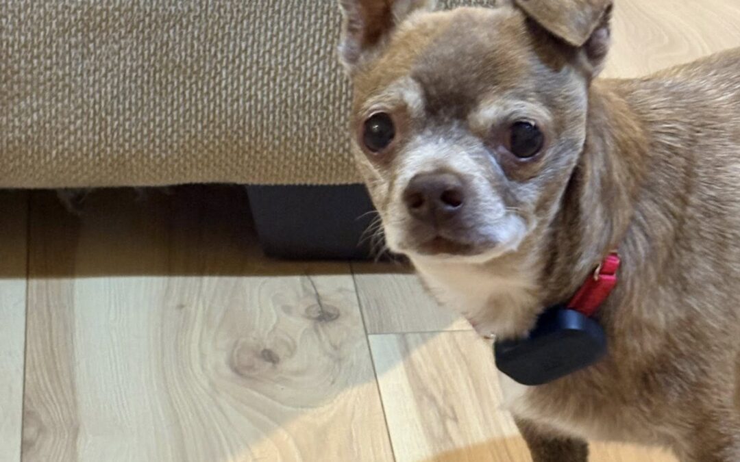 Sunny – ADOPTED!