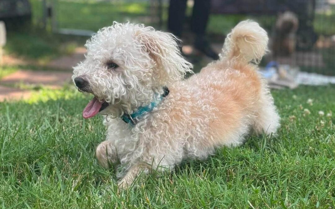 Biscuit