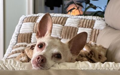 Meet Volunteer Karen and her Forever Foster Monroe!
