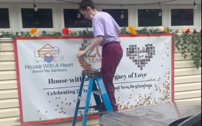 Flower Boxes