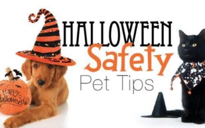 Halloween Safety